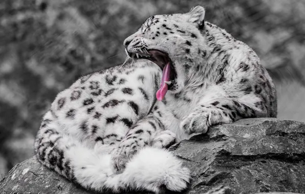 Predator, IRBIS, snow leopard, wild cat, yawns