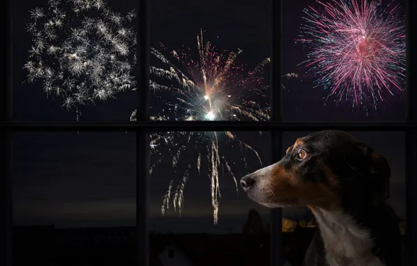 The dark background, holiday, dog, salute, window, fireworks, looking out the window