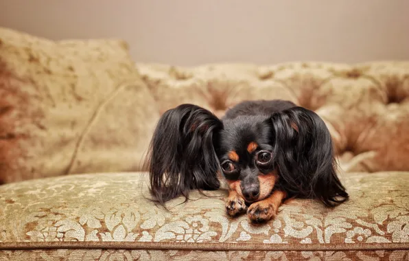 Sadness, look, pose, sofa, legs, dog, lies, face