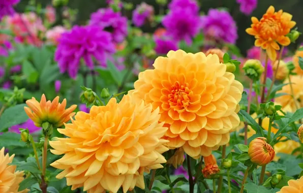 Flowers, garden, orange, dahlias