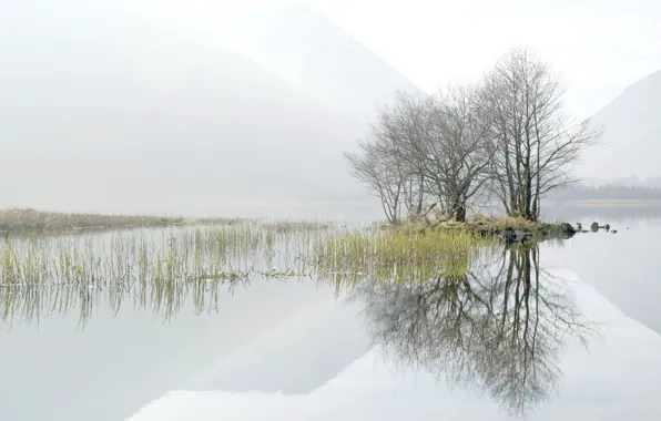 Trees, landscape, fog, lake, morning