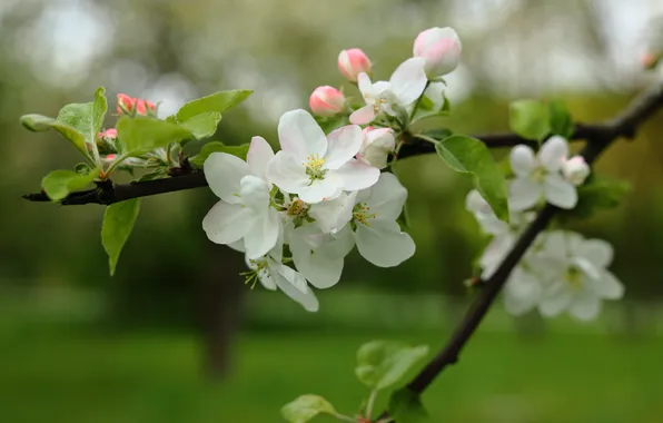 Flowers, Spring, Branch, Buds, Apple, Flowering