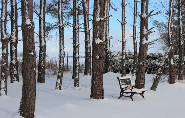 Winter, Bench, Park
