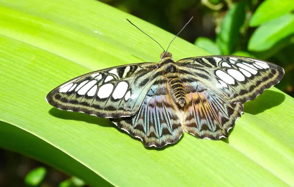 Leaves, microsemi, butterfly, wings, insect, beautiful, closeup