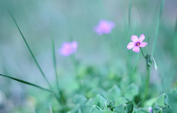 Picture greens, flower, grass, macro, nature, green, pink, tenderness
