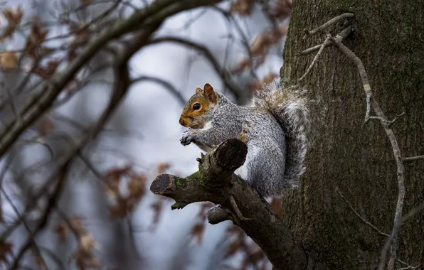 Branches, tree, protein, grey, bokeh