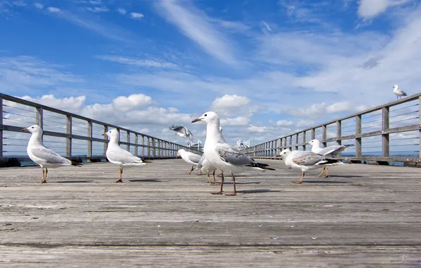 Seagulls, pack, promenade