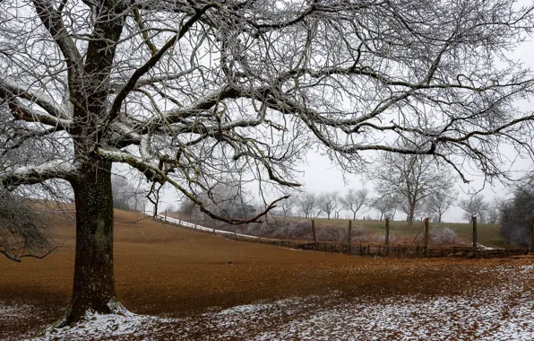Picture road, field, trees