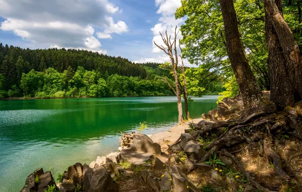 Greens, forest, summer, the sky, the sun, clouds, trees, river