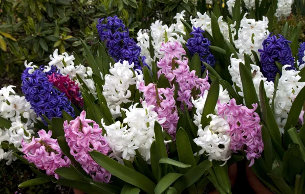 Flowers, photo, a lot, hyacinths