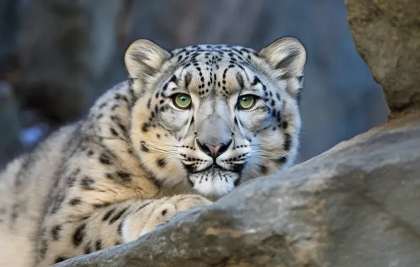 Portrait, IRBIS, snow leopard, digital art, AI art, neural network, the art of artificial intelligence