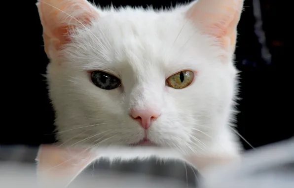 White, eyes, cat