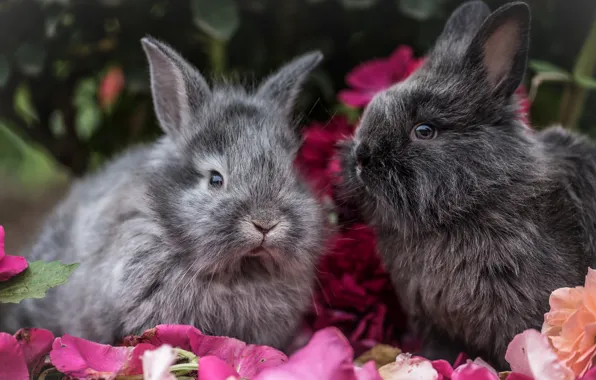 Look, flowers, petals, rabbit, rabbits, grey, a couple, Duo