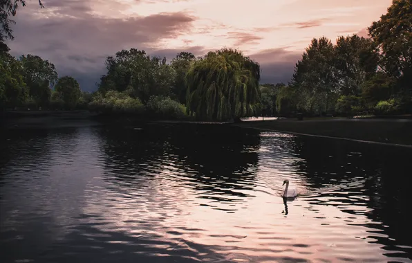 Trees, Park, bird, shore, Swan, pond
