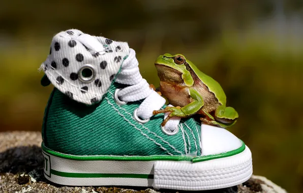 Picture shoes, sneakers, frog