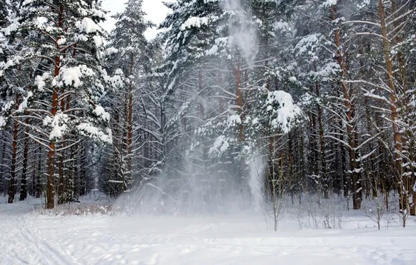 Picture winter, forest, snow, nature, pine, Landscape