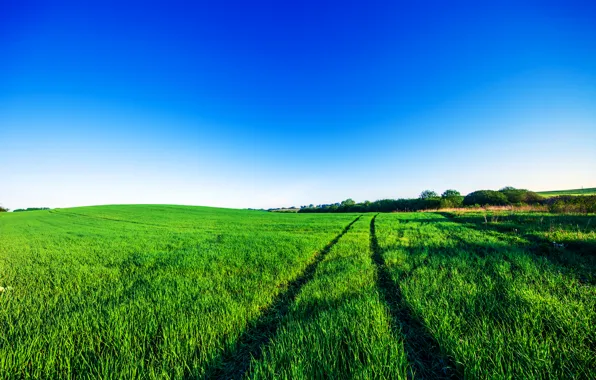 Greens, field, the sky, blue, track, ears, Sunny