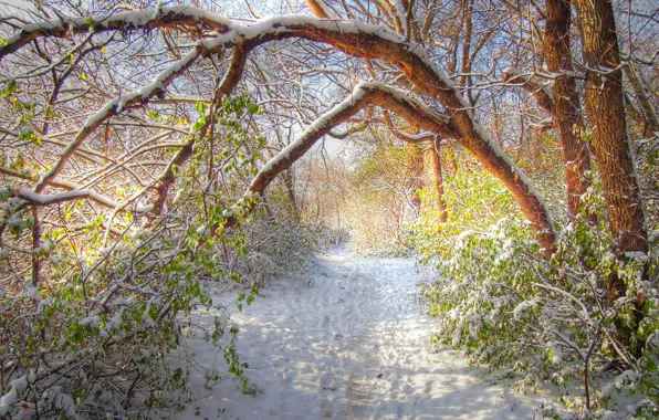 Picture winter, forest, snow, trees, HDR, forest, grove, path