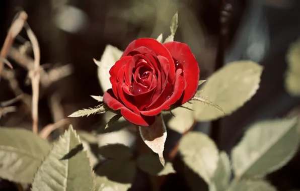 Picture leaves, drops, red, roses, stem, buds