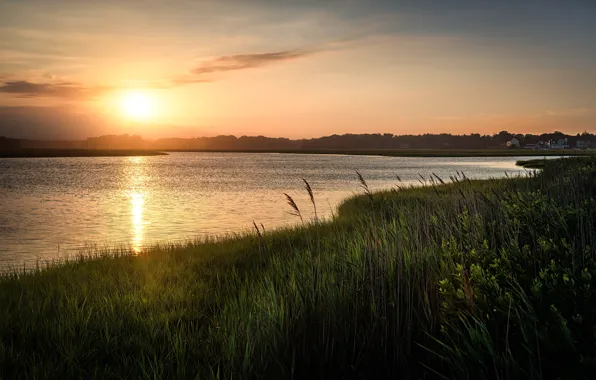 Summer, grass, the sun, lake, dawn, shore, morning, pond