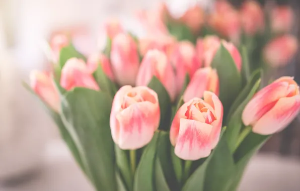 Picture bouquet, tulips, buds, bokeh