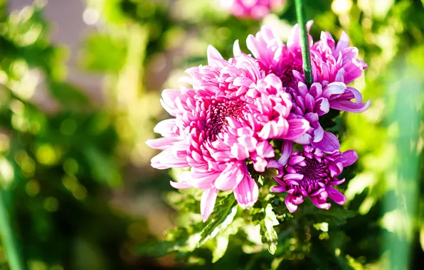 Summer, light, flowers, pink, garden, support, pink, flowerbed