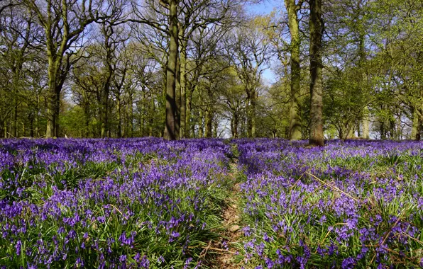 Forest, the sun, trees, flowers, glade, spring, UK, bells