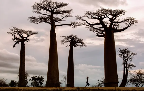 Trees, woman, Africa, baobabs