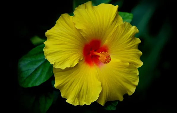 Leaves, blur, stamen, hibiscus, petals. yellow