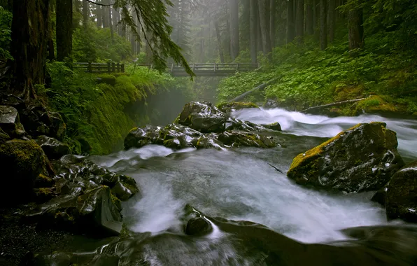 Forest, nature, river, stones, stream