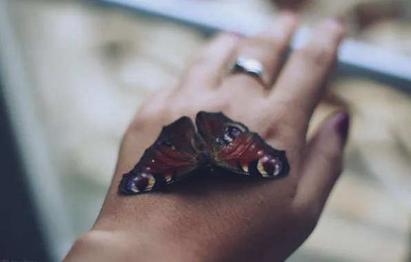 Picture butterfly, hand, ring