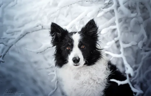 Winter, look, face, snow, branches, dog, The border collie, Ekaterina Kikot