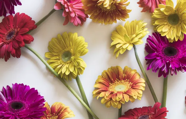 Flowers, colorful, gerbera, pink, flowers, spring, gerbera