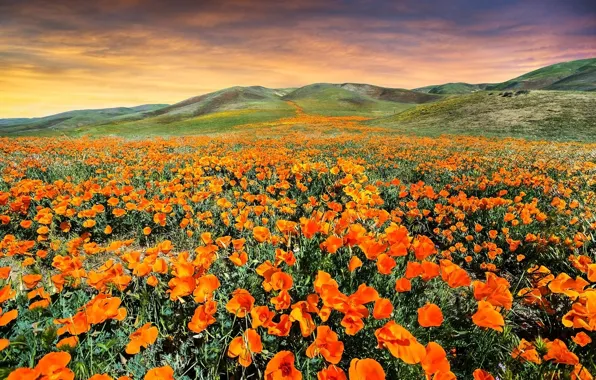 Field, flowers, mountains, hills, meadow, orange, escholzia