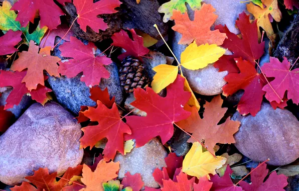 Picture autumn, leaves, Stones, maple, bumps
