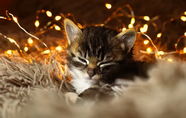 Cat, lights, pose, kitty, sleep, sleeping, New year, fur