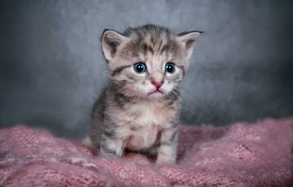 Cat, look, kitty, grey, baby, grey background, face, striped