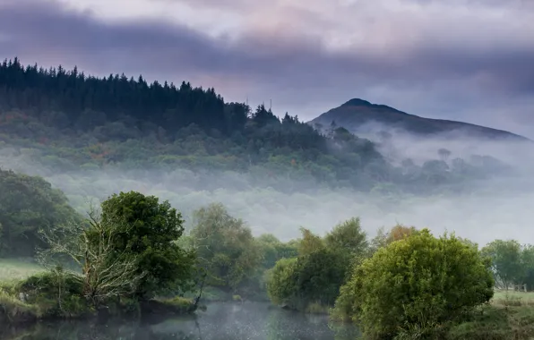 Forest, mountains, fog, lake, morning, haze