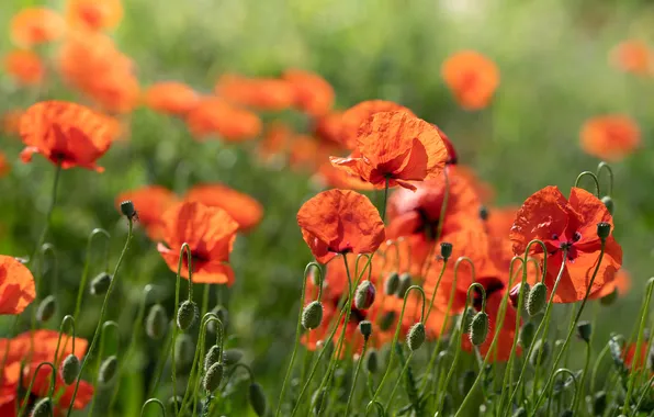 Summer, light, flowers, Maki, meadow, red, buds, blur
