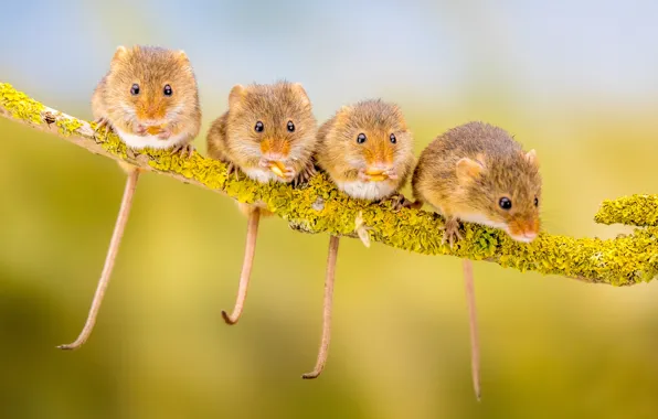 Background, branch, mouse, Quartet, tails, rodents, the mouse is tiny, mice