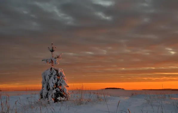 Ice, winter, snow, sunset, clouds, lake, tree, the evening