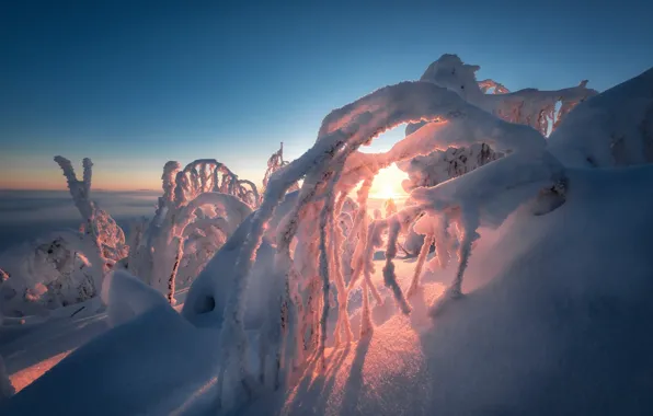 Winter, the sun, rays, snow, trees, landscape, branches, nature