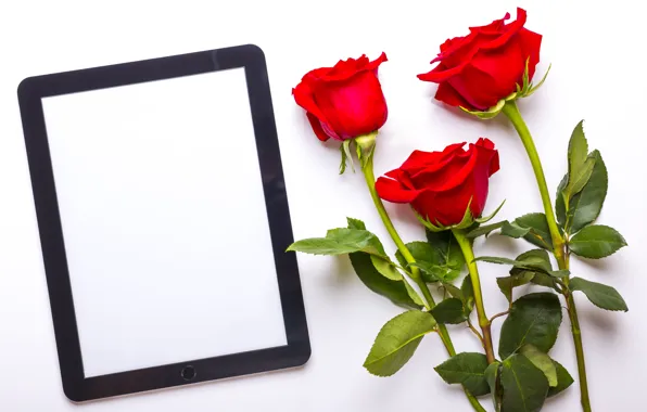 Roses, bouquet, red, tablet, flowers, roses