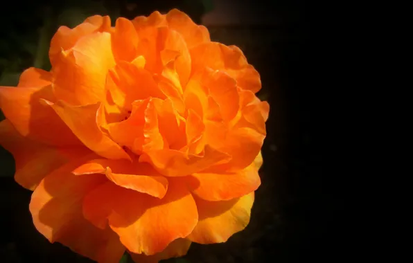 Picture Rose, orange, rose, orange