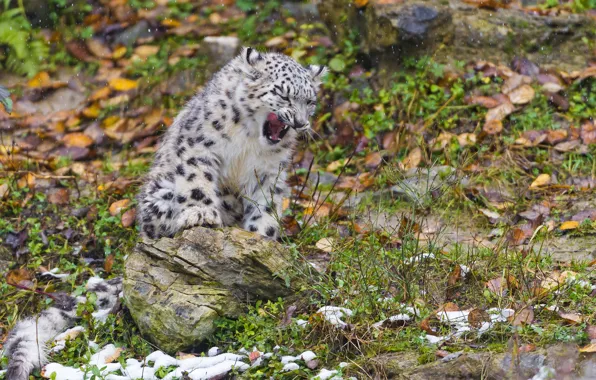 Autumn, cat, leaves, snow, kitty, stone, IRBIS, snow leopard