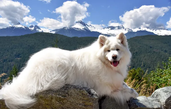Look, pose, dog, face, Samoyed