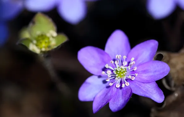 Flower, summer, macro, nature, petals, blur