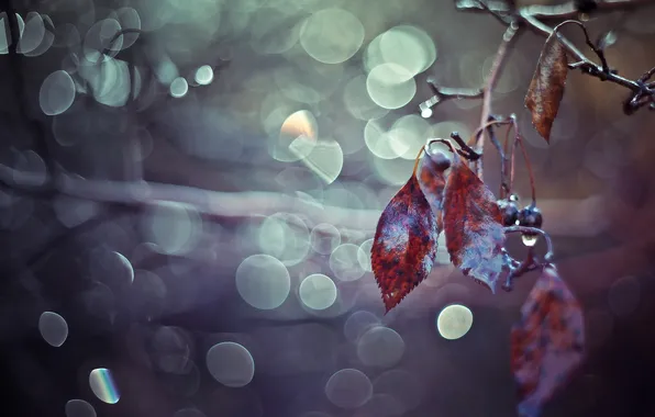 Leaves, branches, nature