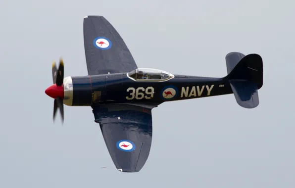 Airplane, aviation, Hawker Sea Fury