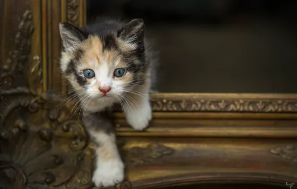 Look, baby, muzzle, kitty